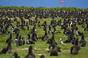 Archivo:US Navy 100602-N-7498L-021 More than a million Laysan Albatrosses occupy the entire Midway atoll