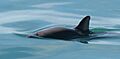 Vaquita4 Olson NOAA