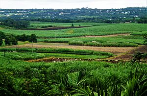 Archivo:Vista panorámica de Orchid World, en la parroquia de Saint George (Barbados)