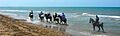 020-YemenHorsesonRedSea2