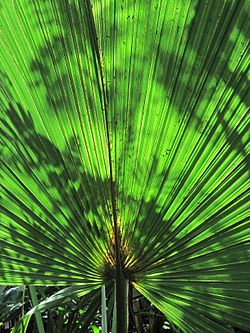 0 Sabal minor - Palmette naine (2).JPG