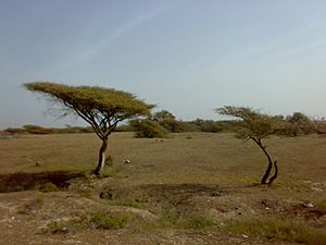 Archivo:1501200713074 Acacia tortilis