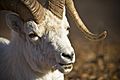 A Dall sheep eating dried vegetation (458b2240-991f-4f6f-8a11-ca92668a05ef)