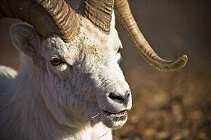 Archivo:A Dall sheep eating dried vegetation (458b2240-991f-4f6f-8a11-ca92668a05ef)