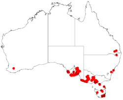 Distribución natural de Acacia retinodes.