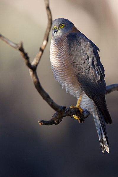 Accipiter cirrocephalus - Collared Sparrowhawk