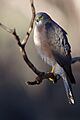 Accipiter cirrocephalus - Collared Sparrowhawk