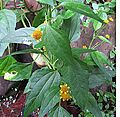 Achmella oleracea, the Toothache Plant. (14125177926)