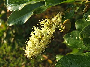 Archivo:Ackee Flower 001