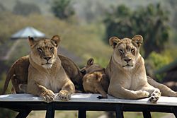 Archivo:African lions at SD WAP