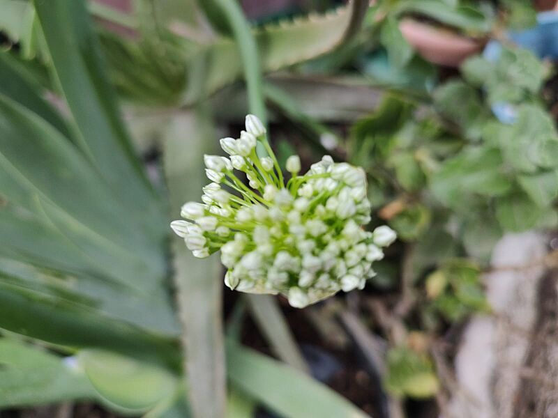 Allium Tuberosum