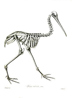 Archivo:Apteryx australis TZSL