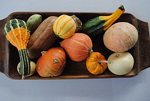 Archivo:Assorted Cucurbita pepo and maxima gourds