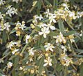 Asterolasia hexapetala