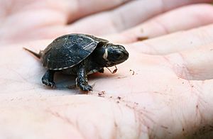 Archivo:Baby bog turtle in palm (cropped)