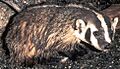Badger