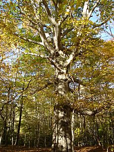 Archivo:Beech with Branches