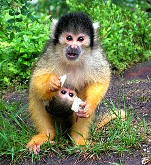Archivo:Black-capped Squirrel Monkey+baby (Saimiri boliviensis)