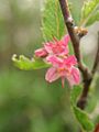 Bridgesia incisifolia Bert. ex Cambess.
