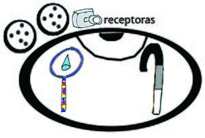 Archivo:Células del ojo
