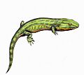 CaerorhahisDBsmall