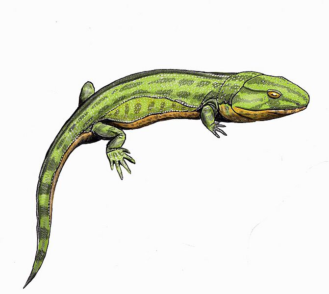 CaerorhahisDBsmall
