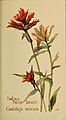 Castilleja miniata by Margaret Neilson Armstrong