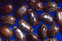 Archivo:Castor beans
