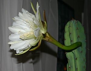 Archivo:Cereus repandus bloom1