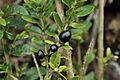 Cestrum buxifolium