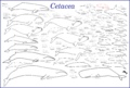 Cetaceans beluga