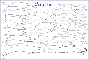 Archivo:Cetaceans beluga