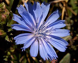Archivo:Chicory flower 001