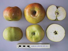 Cross section of Dumelow's Seedling, National Fruit Collection (acc. 2000-033).jpg