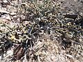 Cylindropuntia alcahes (5781343846)
