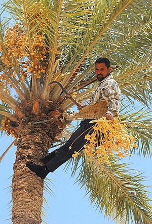 Archivo:Dates on date palm get harvested