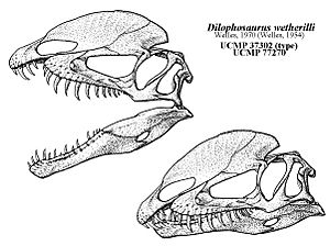 Archivo:Dilophosaurus Qilong