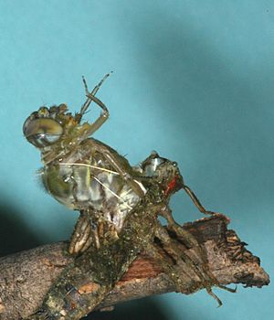 Una libélula en su última muda, pasando de ninfa a adulto
