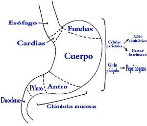 Archivo:Estomago3