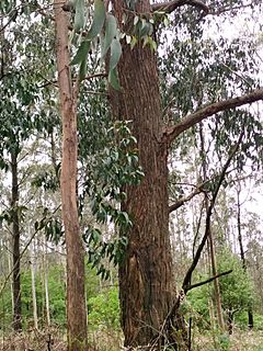 Eucalyptus obliqua giant.jpg
