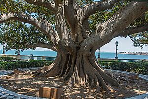 Archivo:Ficus alameda 2019An002