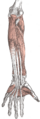 Forearm muscles front deep