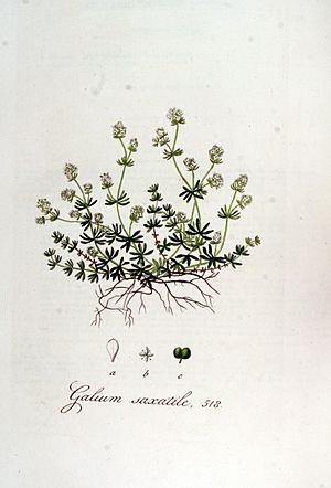 Archivo:Galium saxatile — Flora Batava — Volume v7