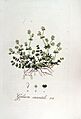 Galium saxatile — Flora Batava — Volume v7
