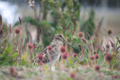 Gallinago magellanica, Bahia Cerrada, Ushuaia, Argentina