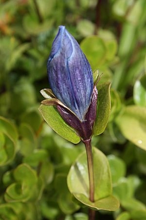Archivo:Gentiana calycosa 8629