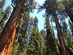 Giantsequoias.JPG