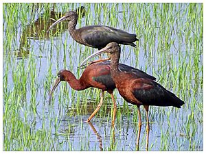 Archivo:Glossy ibis(Plegadis falcinellus)