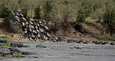 Archivo:Gnus passing Mara River-03, by Fiver Löcker