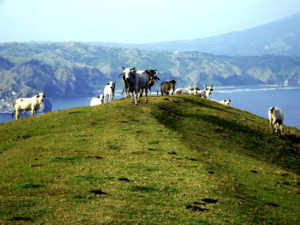 Archivo:Goats in Batanes